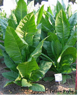 Yellow Pryor Tobacco Plant
